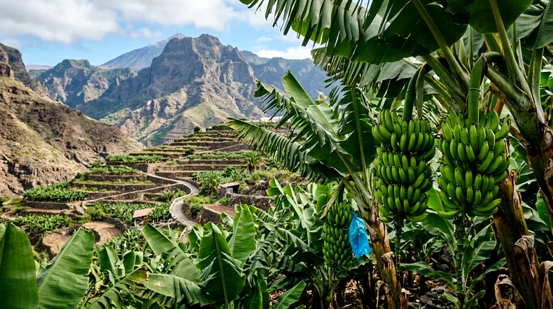 Visita a una Platanera en Tenerife: Tours y Entradas
